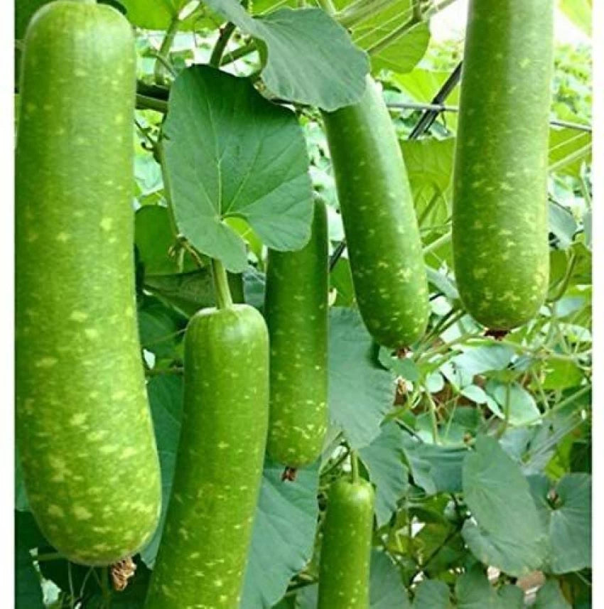 Splorias Bottle Gourd Lagenaria siceraria seeds for planting